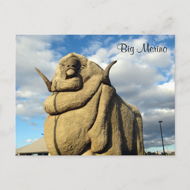 big merino ram postcard (Front)