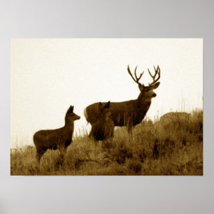 Big mule deer buck poster
