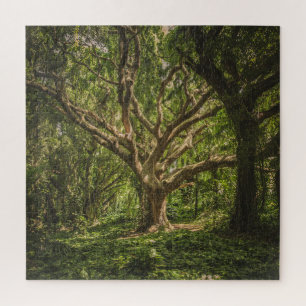 Big Old Ancient Tree in the Forest Jigsaw Puzzle