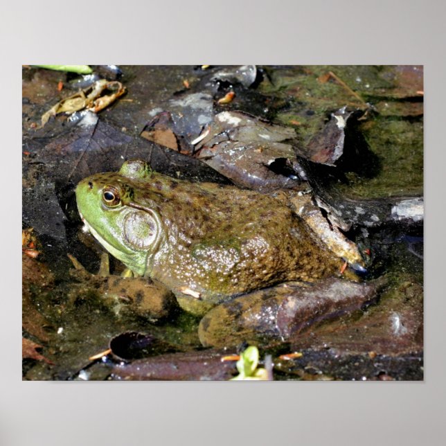 Big Old Bullfrog Nature Poster (Front)