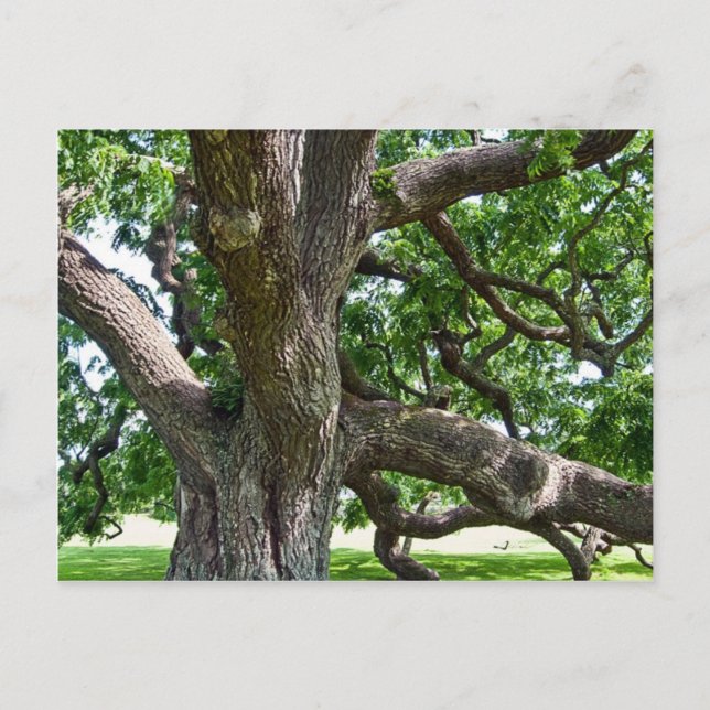 Big Old Tree Postcard (Front)
