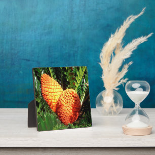 Big Orange African Seed Cone Pods, Plaque