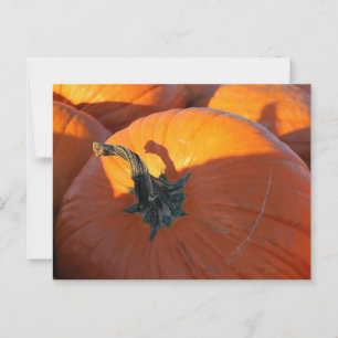 Big Orange Pumpkin Postcard