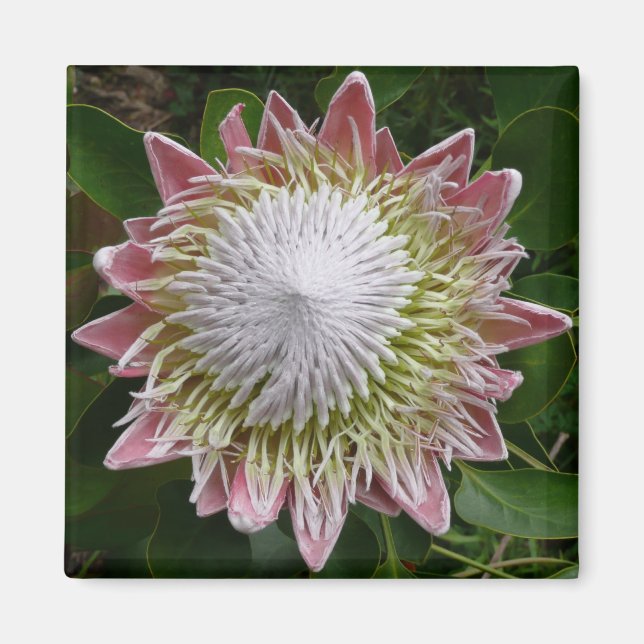 Big Pink and White Flower Nature Photo Magnet (Front)