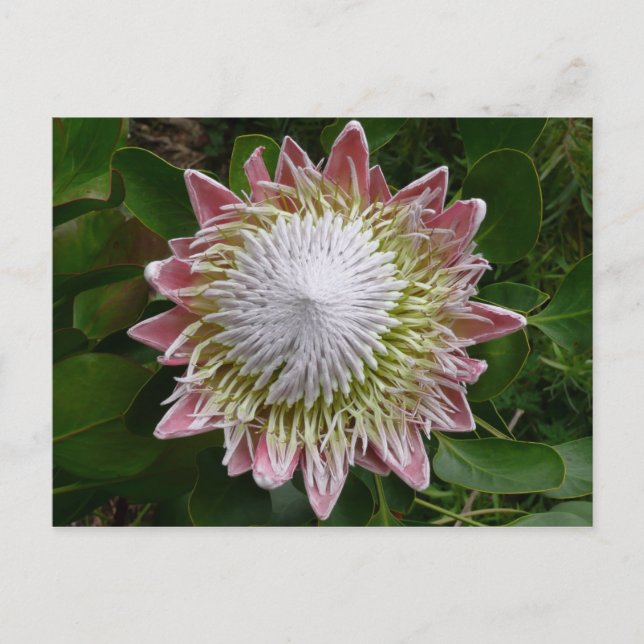 Big Pink and White Flower Nature Photo Postcard (Front)