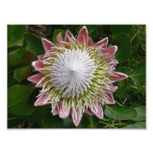 Big Pink and White Flower Nature Photo Print