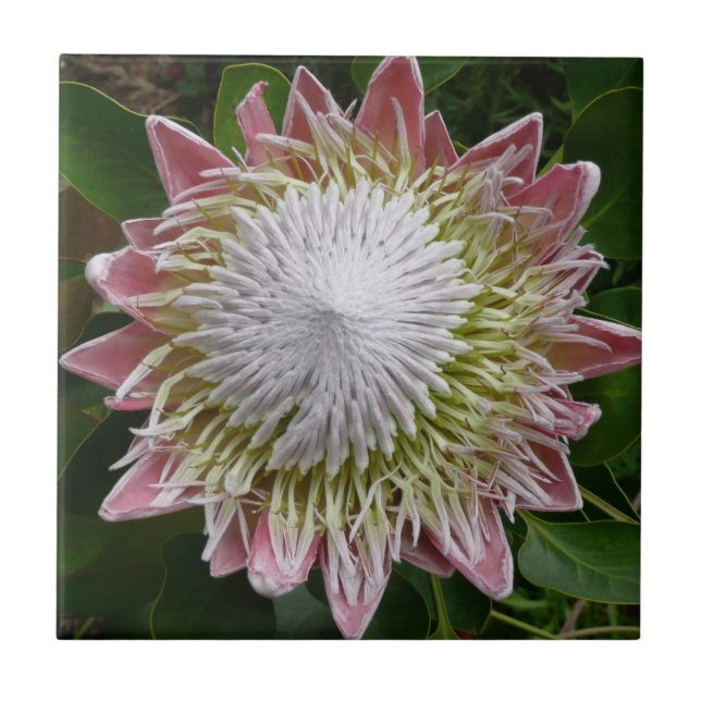 Big Pink and White Flower Nature Photo Tile (Front)