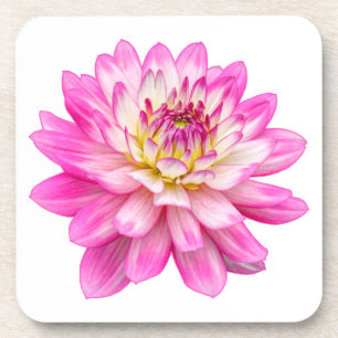 Big Pink Dahlia Coaster