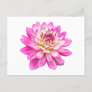 Big Pink Dahlia Postcard