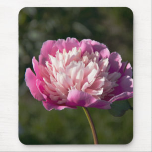 Big pink peony flowers in spring day mouse mat