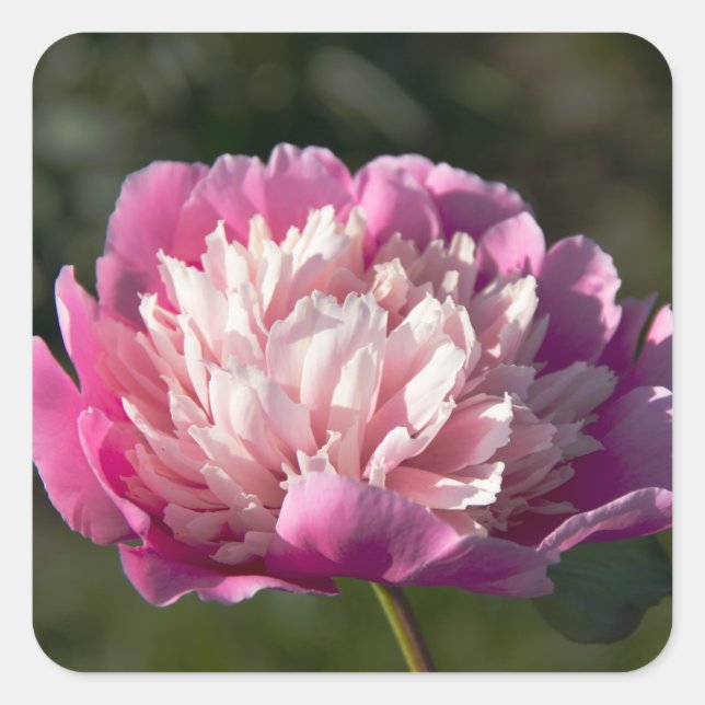 Big pink peony flowers in spring day     square sticker (Front)
