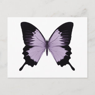 Big Purple & Black Butterfly Postcard