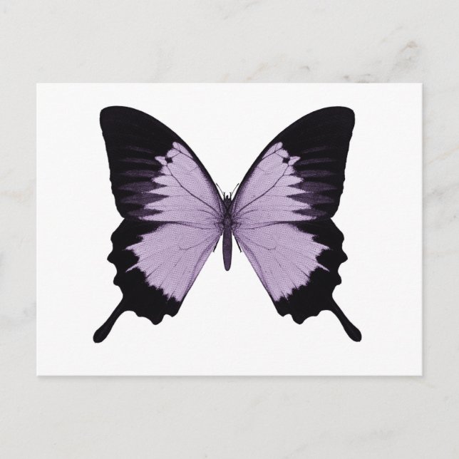 Big Purple & Black Butterfly Postcard (Front)