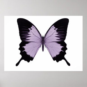 Big Purple & Black Butterfly Poster
