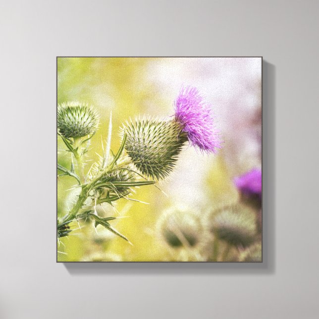 Big Purple Scottish Thistle Wild Flower Photo Canvas Print (Front)