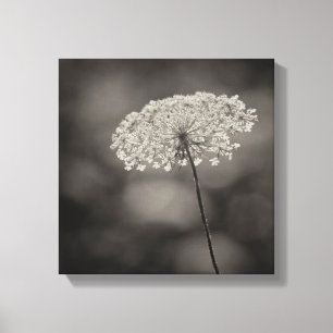 Big Queen Anne's Lace Flower Soft Background Sepia Canvas Print