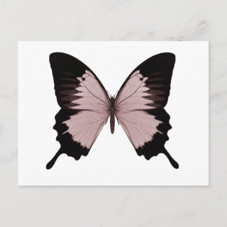 Big Red & Black Butterfly Postcard