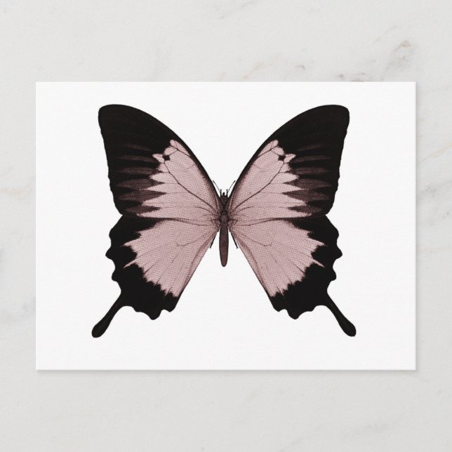 Big Red & Black Butterfly Postcard (Front)