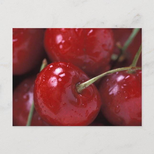 Big Red Cherries Postcard (Front)