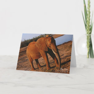 Big Red Elephant Greeting Card