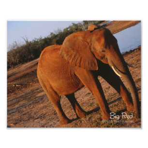 Big Red Photo Print