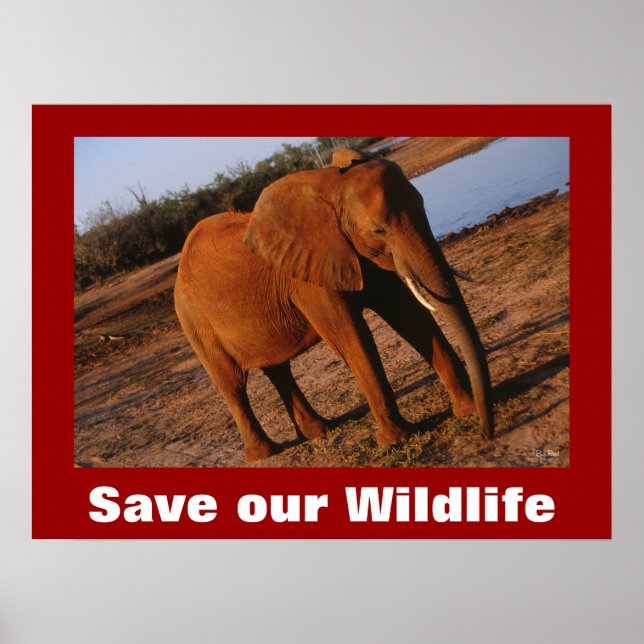 Big Red Photo Save Our Wildlife Poster (Front)
