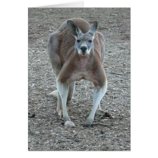 Big Red Roo (Front)