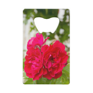 Big red roses in the garden   