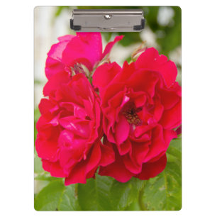Big red roses in the garden clipboard