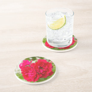 Big red roses in the garden coaster
