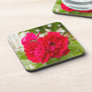 Big red roses in the garden coaster