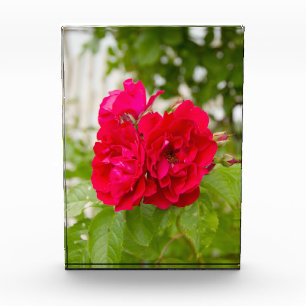 Big red roses in the garden p photo block