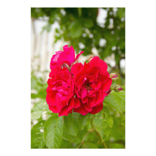 Big red roses in the garden photo print