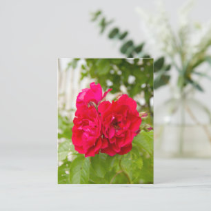 Big red roses in the garden  postcard