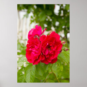 Big red roses in the garden poster