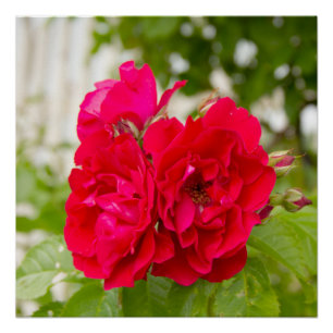 Big red roses in the garden  poster