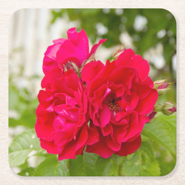 Big red roses in the garden  square paper coaster (Front)