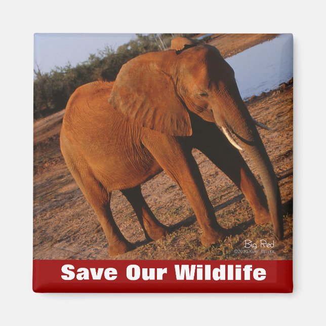 Big Red Save Our Wildlife Magnet (Front)