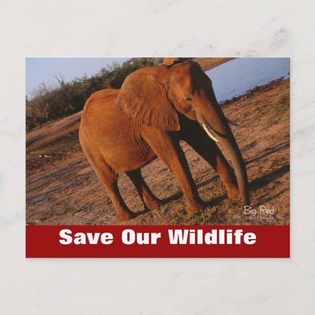 Big Red Save Our Wildlife Postcard (Front)