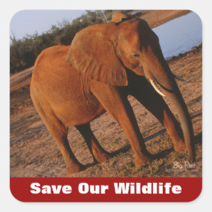 Big Red Save Our Wildlife Square Sticker
