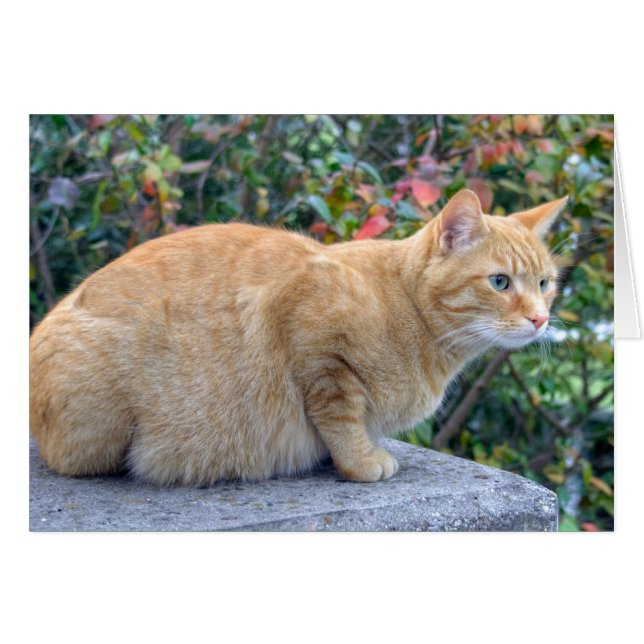 Big Red Tabby (Front Horizontal)