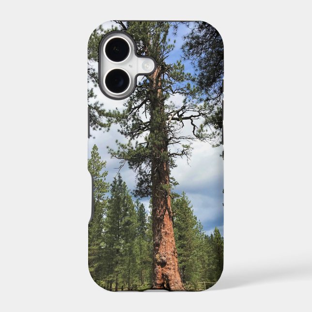 Big Red Tree, La Pine, OR (Back)