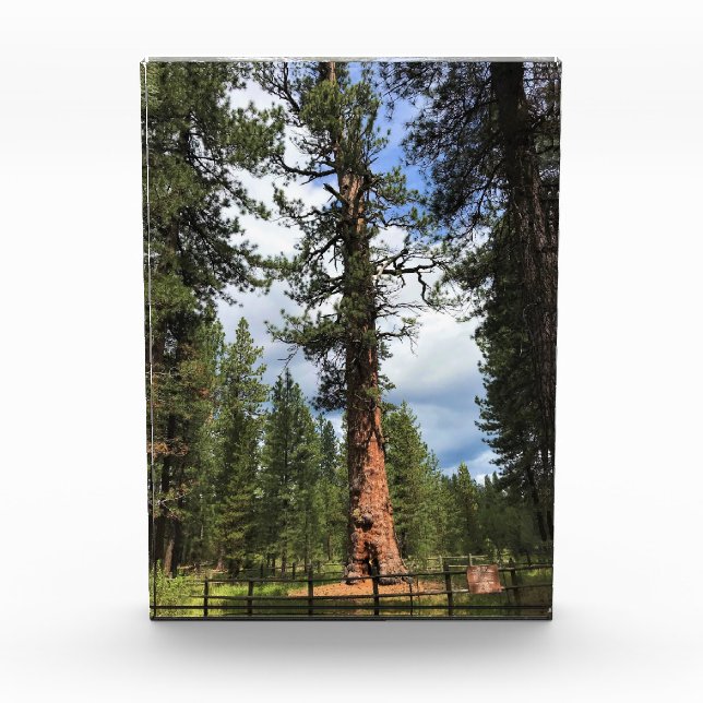 Big Red Tree, La Pine, OR Photo Block (Front)