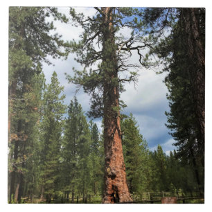 Big Red Tree, La Pine, OR Tile