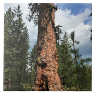Big Red Tree, La Pine, OR Tile