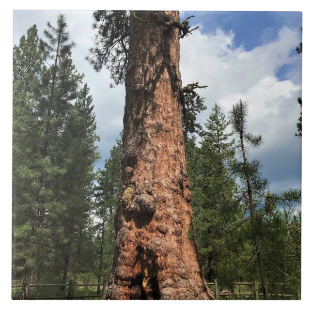 Big Red Tree, La Pine, OR Tile (Front)