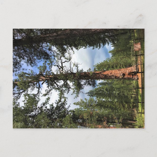 Big Red Tree, La Pine, Oregon Postcard (Front)