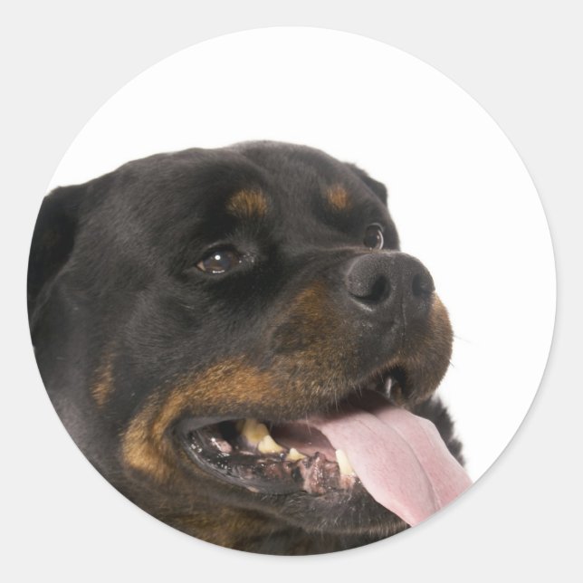 big rottweiler classic round sticker (Front)