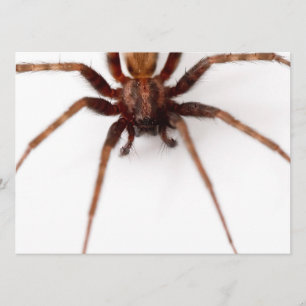 Big Scary Spider Invitation