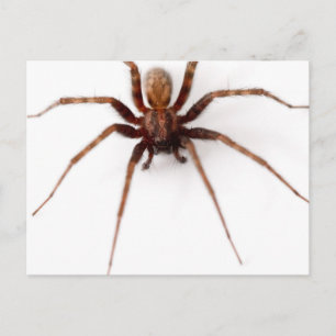 Big Scary Spider Postcard